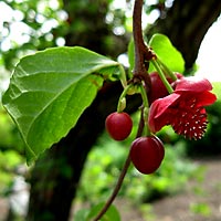 MAX ERECTUM Schisandra Chinensis